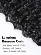 luxurious burmese curls